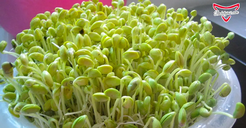 Mầm đậu nành - Liệu có tăng kích thước vòng 1 như kỳ vọng? 9 Đậu nành mọc mầm