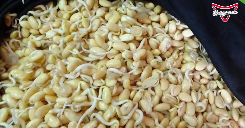 Mầm đậu nành - Liệu có tăng kích thước vòng 1 như kỳ vọng? 3 Mầm đậu nành nguyên xơ làm thủ công