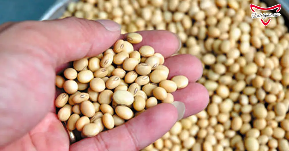 Mầm đậu nành - Liệu có tăng kích thước vòng 1 như kỳ vọng? 8 Sơ chế đậu nành