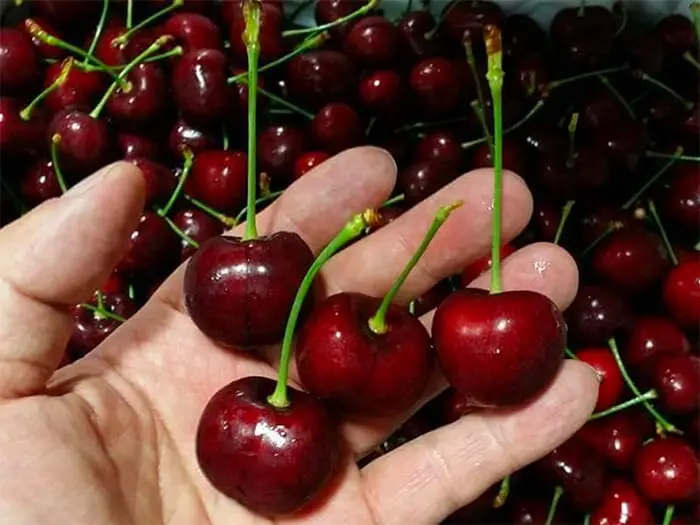 Cách chọn quả cherry ngon ít ngưởi biết